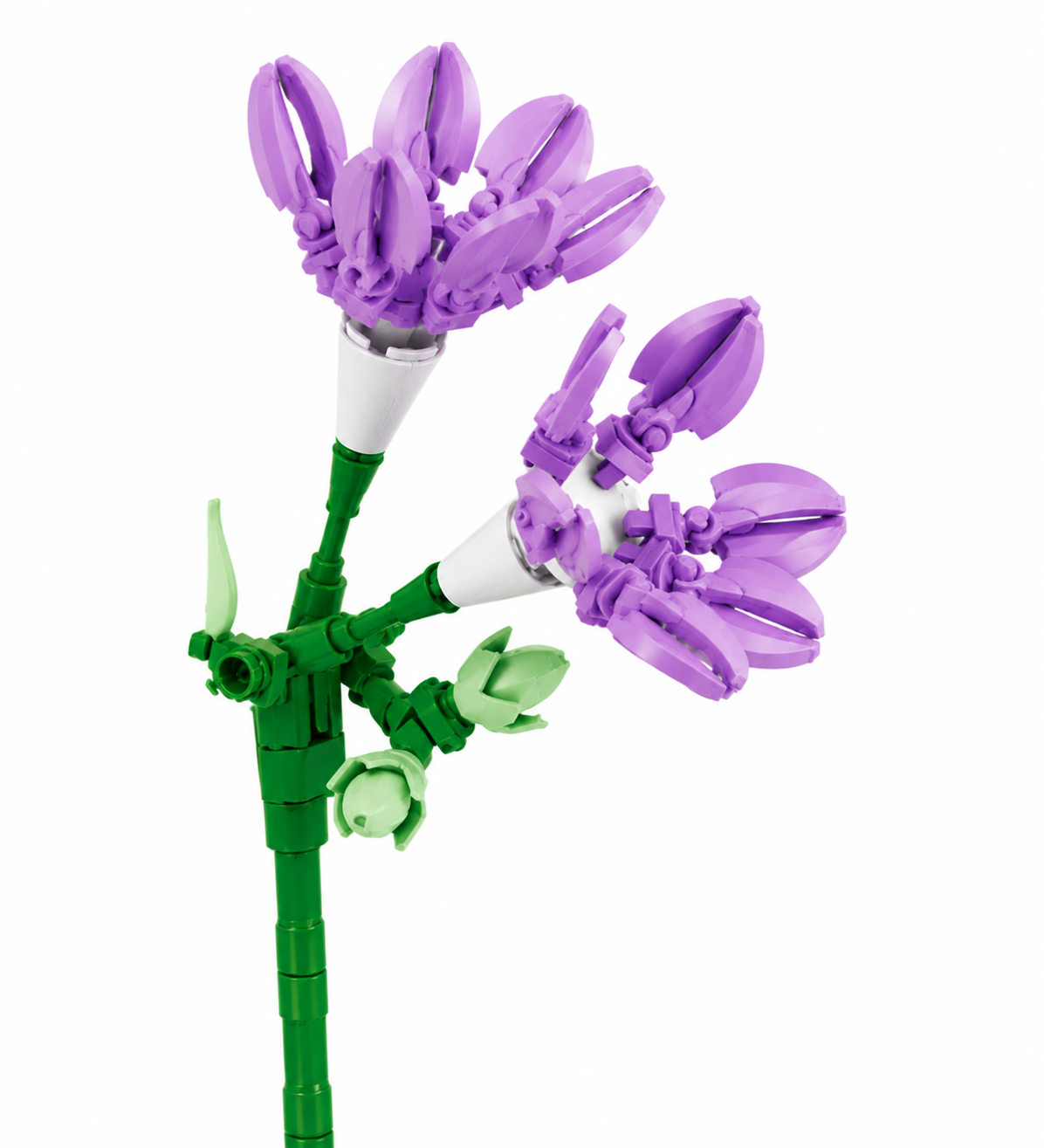 Freesia