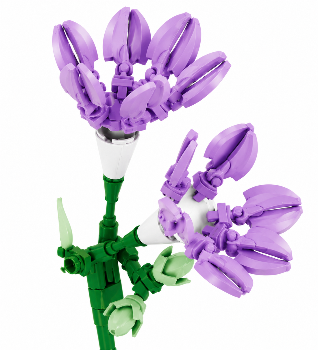 Freesia