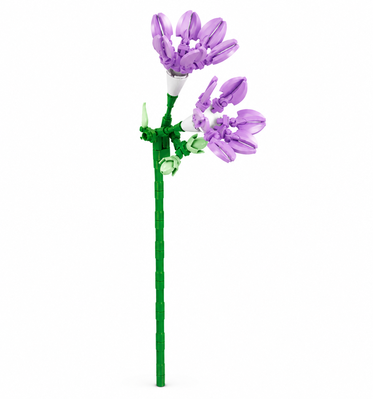 Freesia