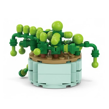 Senecio Rowleyanus
