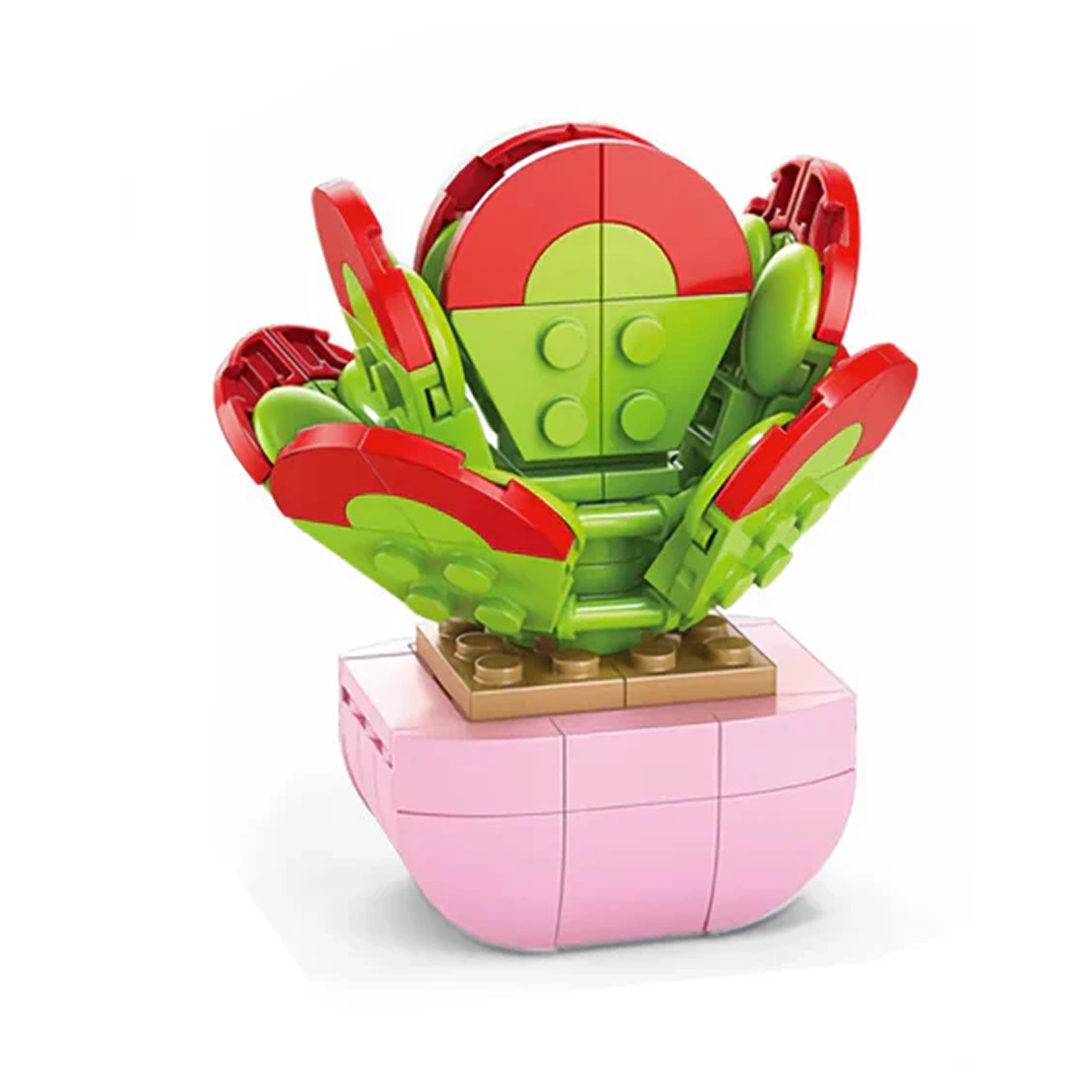 Kalanchoe Tetraphylla