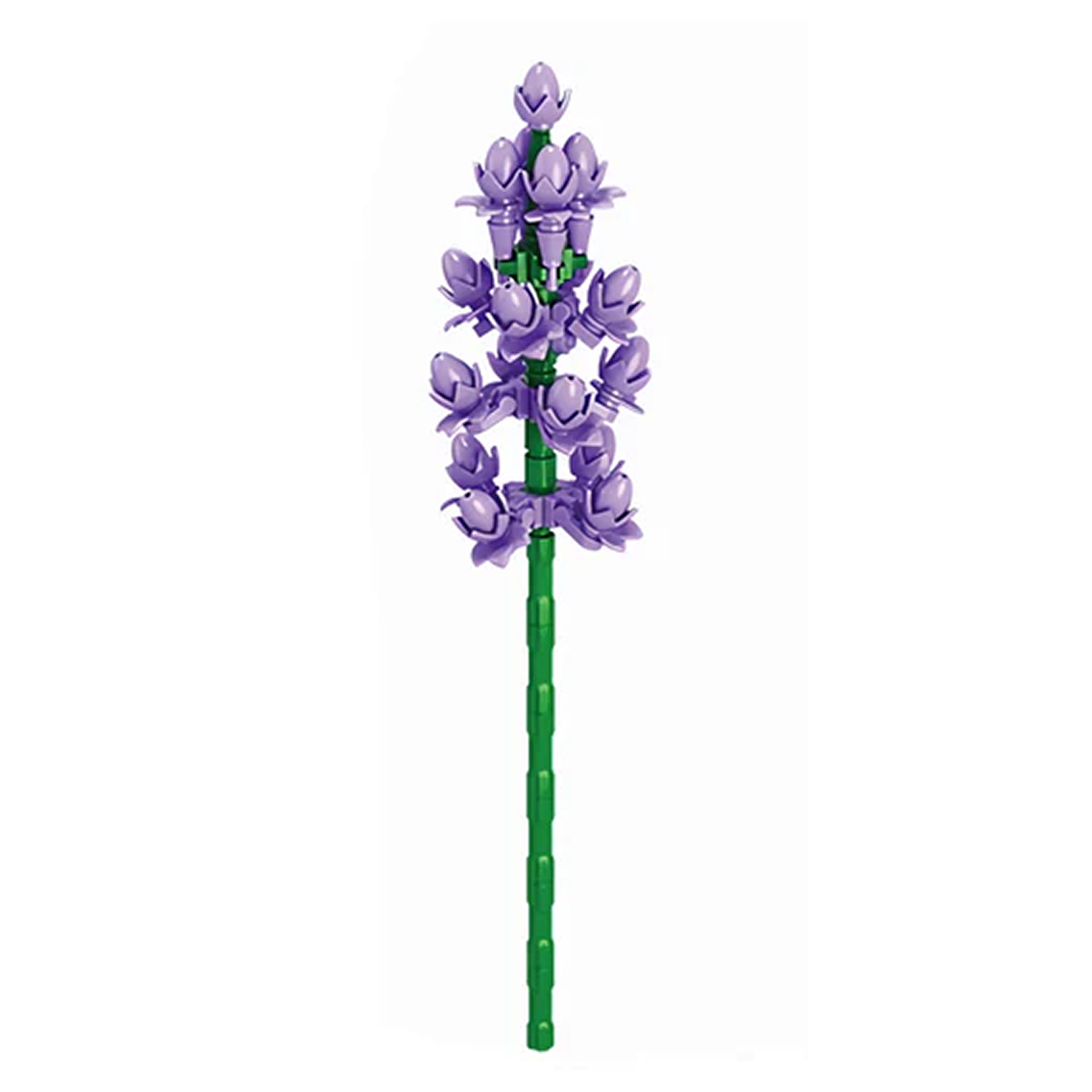 Lavandula