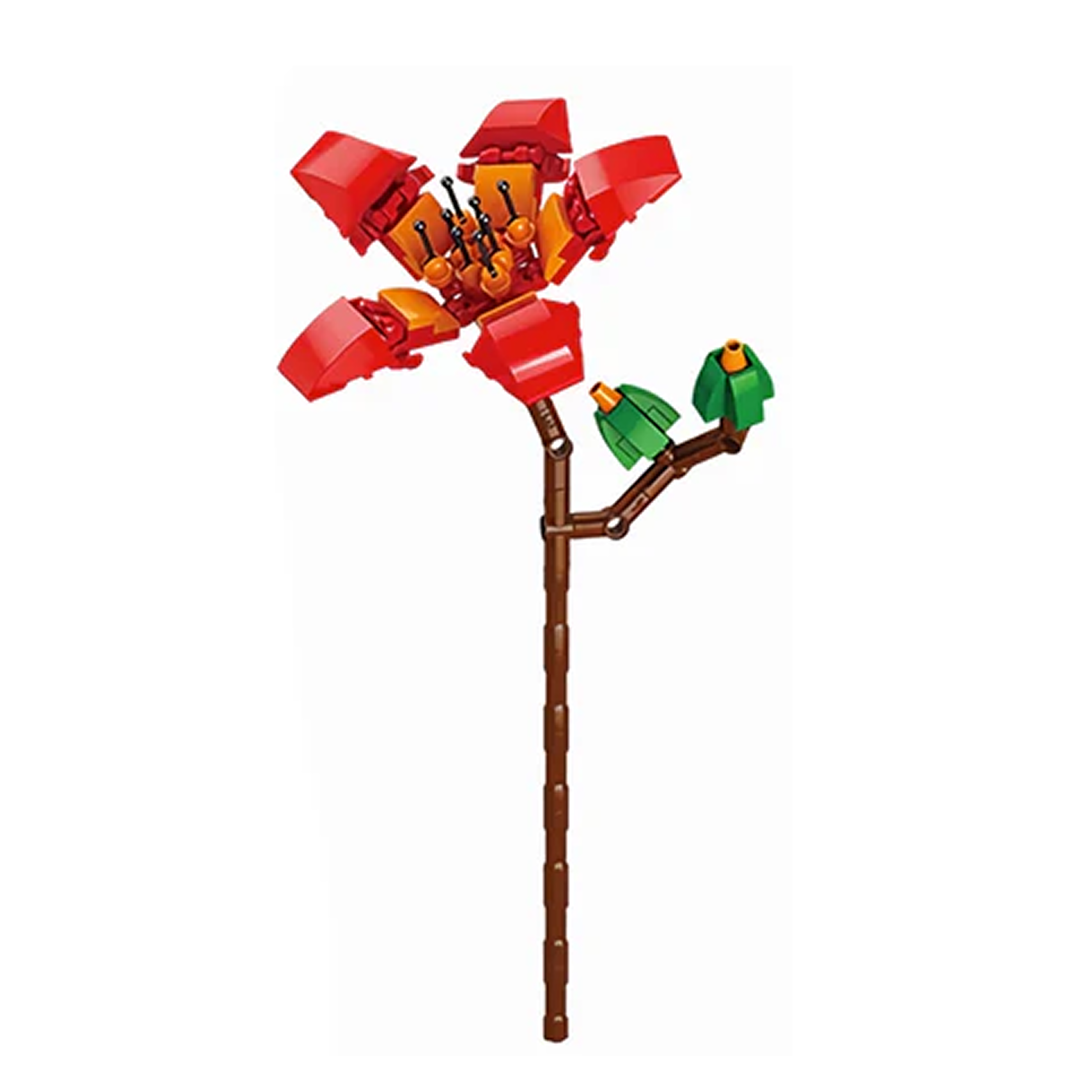 Bombax Ceiba