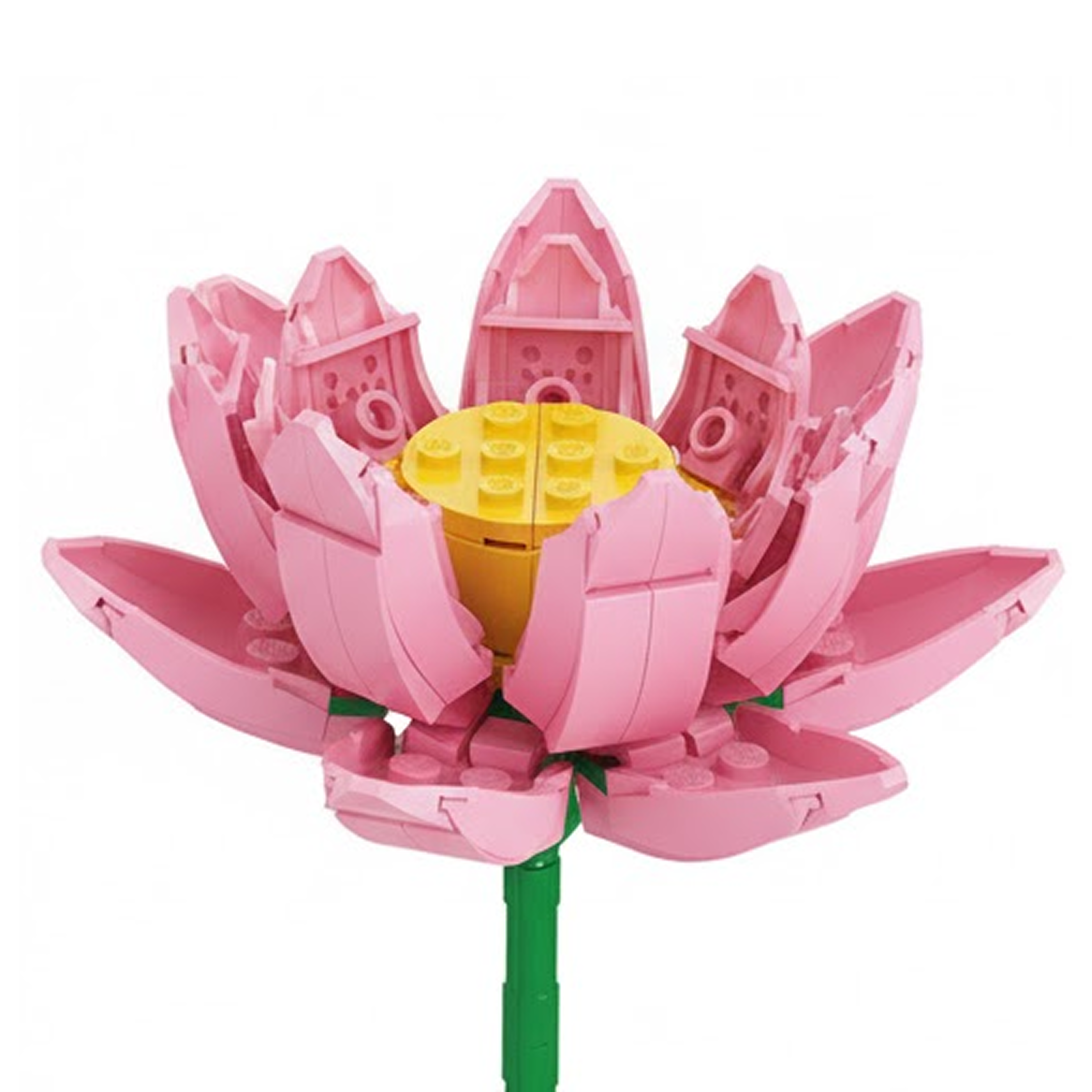 Lotus Flower