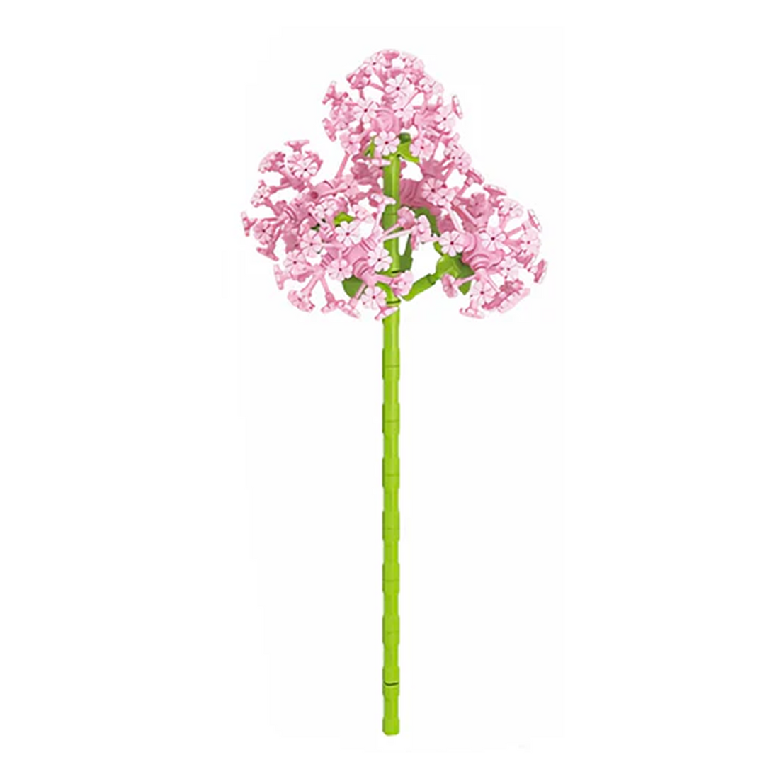 Ornithogalum Umbellatum