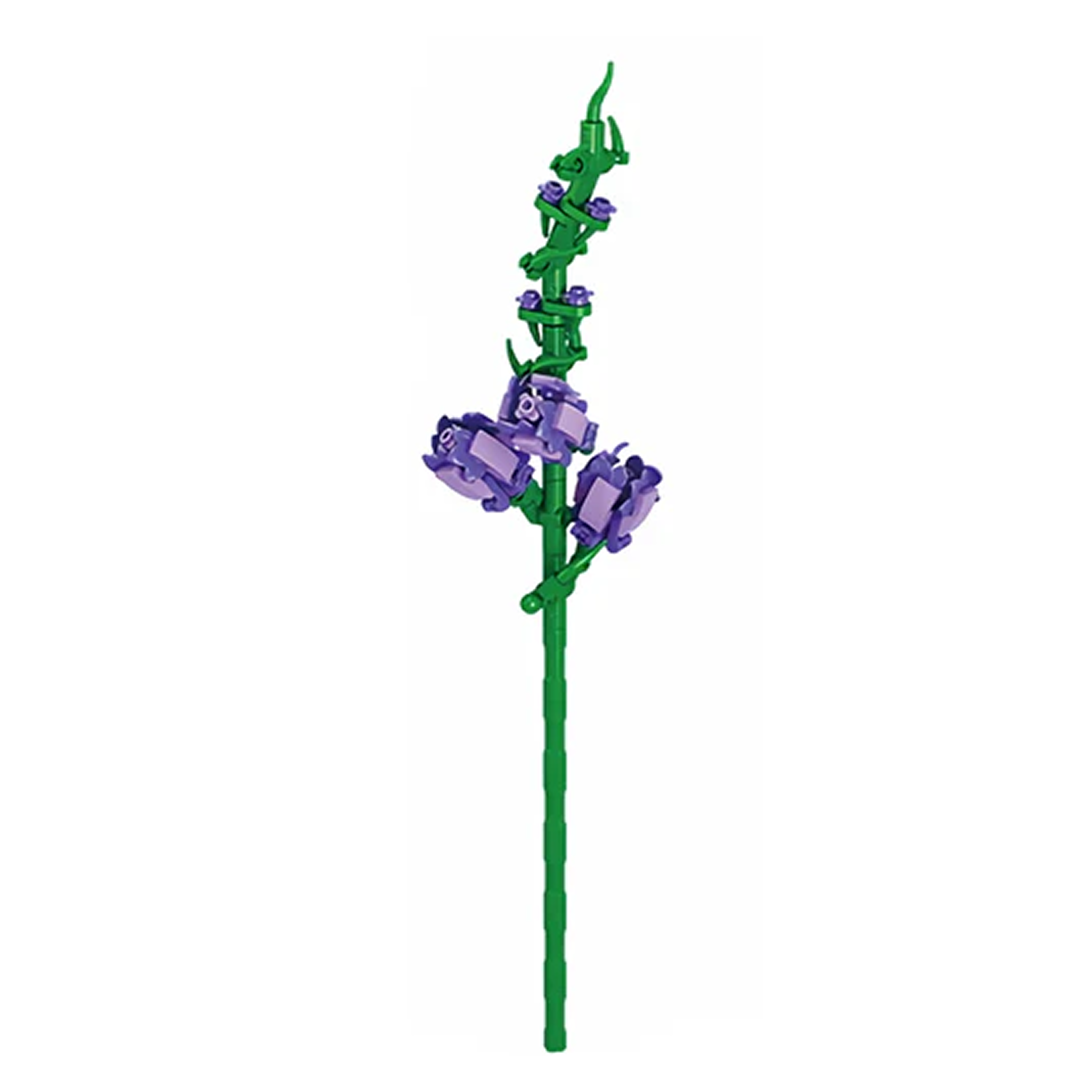 Sword Lily