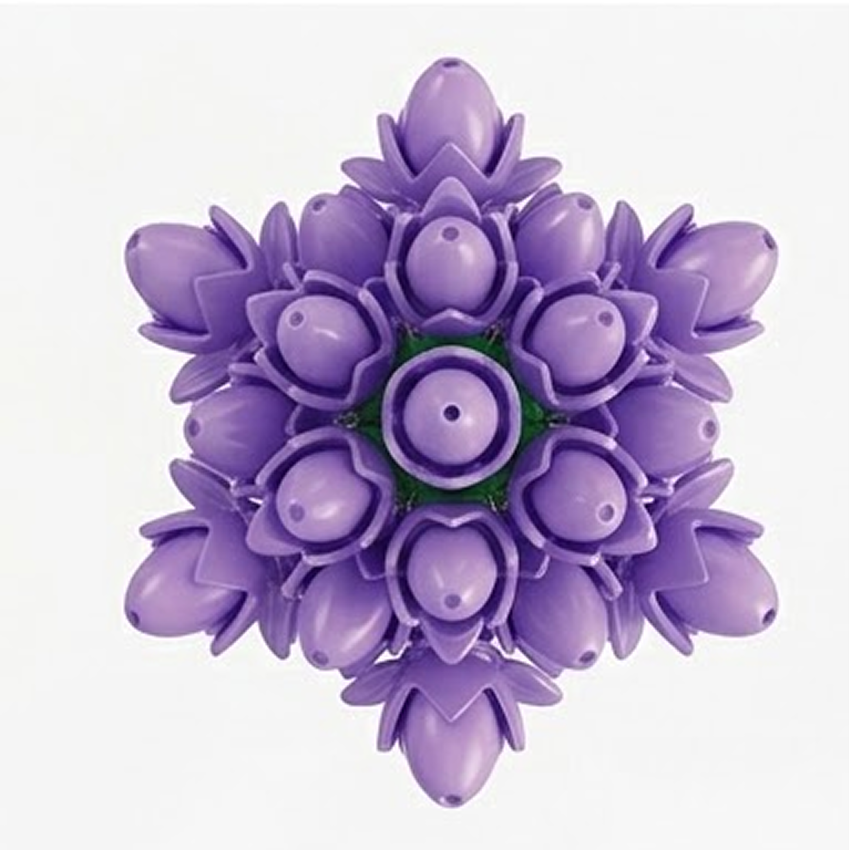 Lavandula