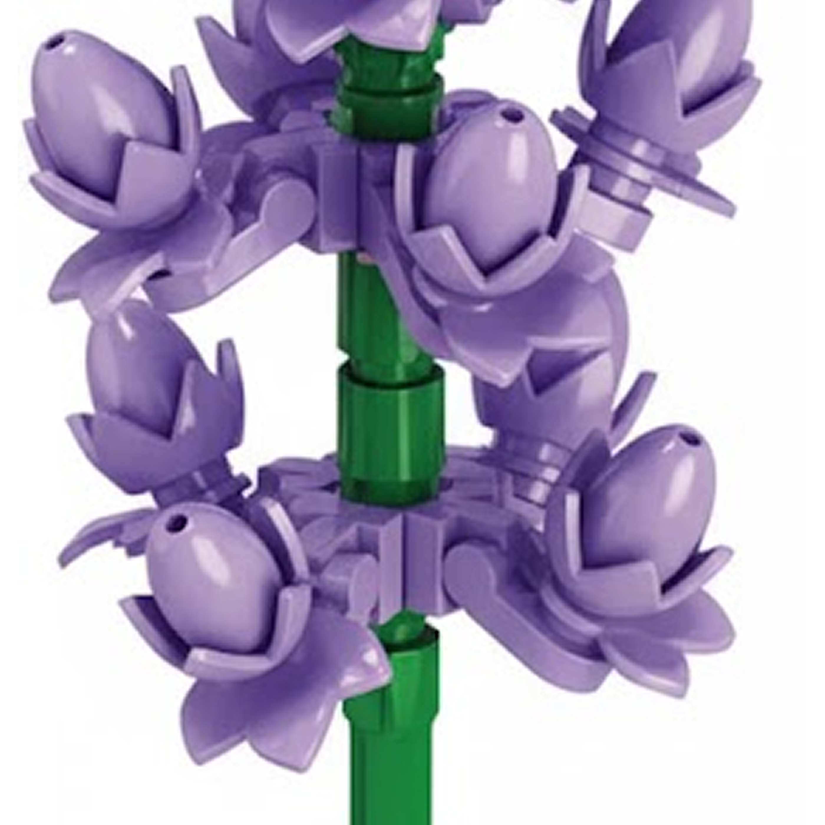 Lavandula