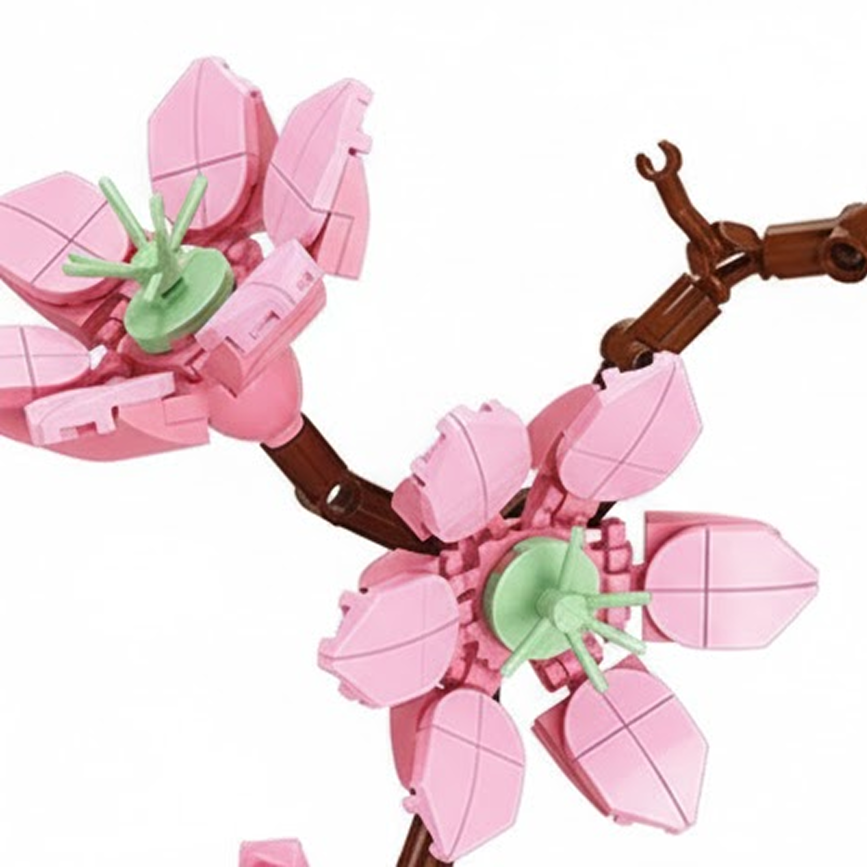 Peach Blossom