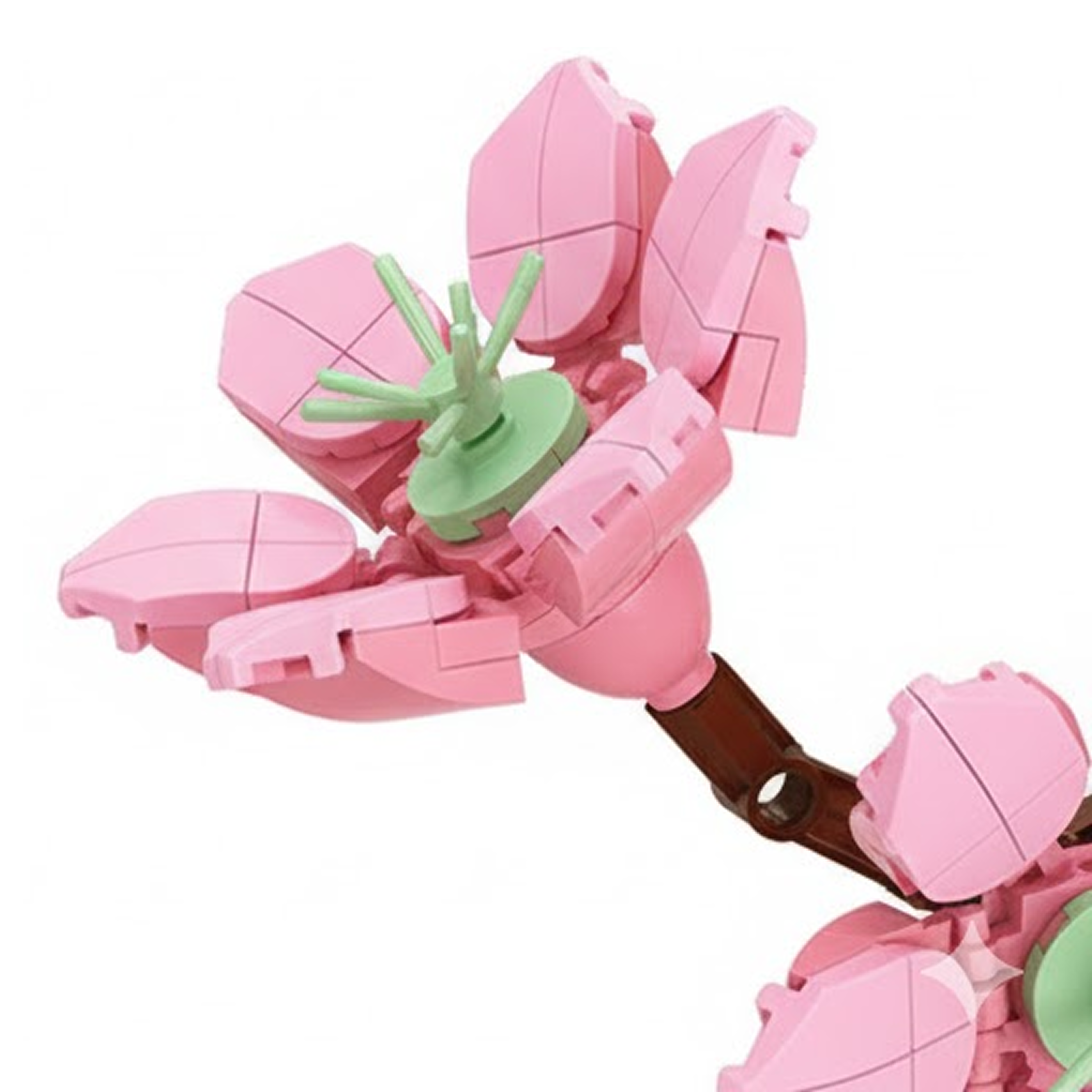 Peach Blossom