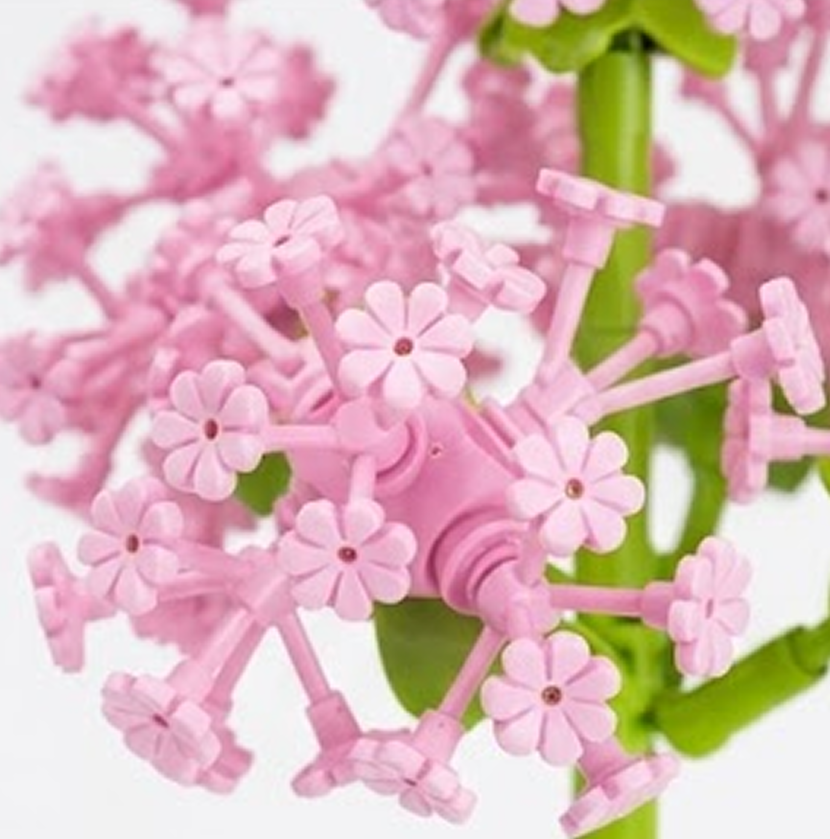 Ornithogalum Umbellatum