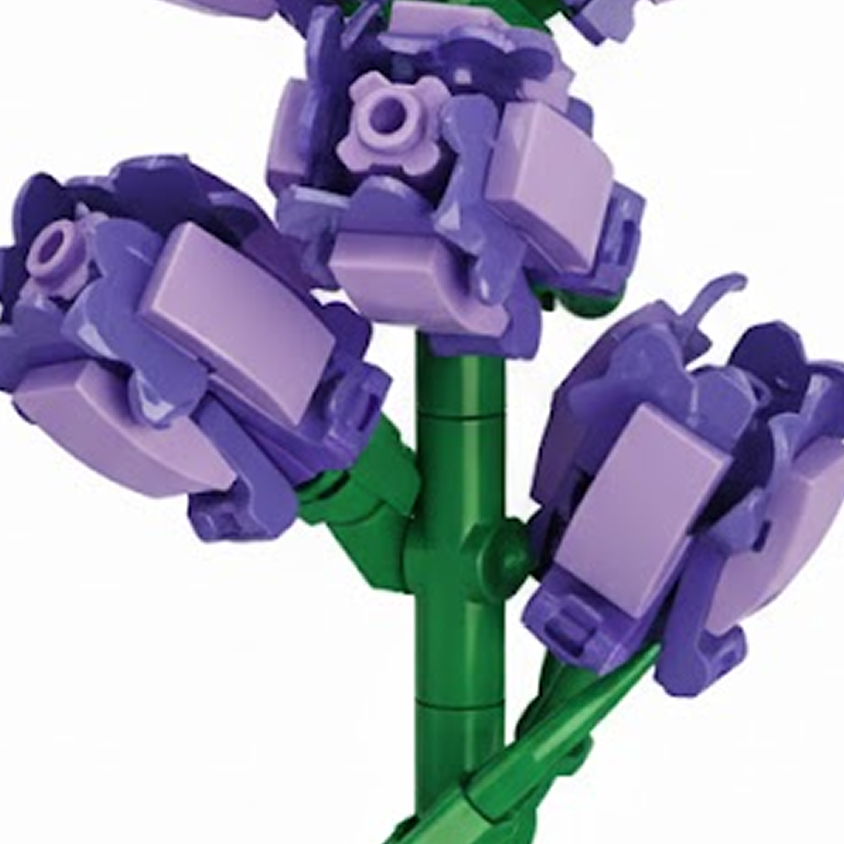 Sword Lily