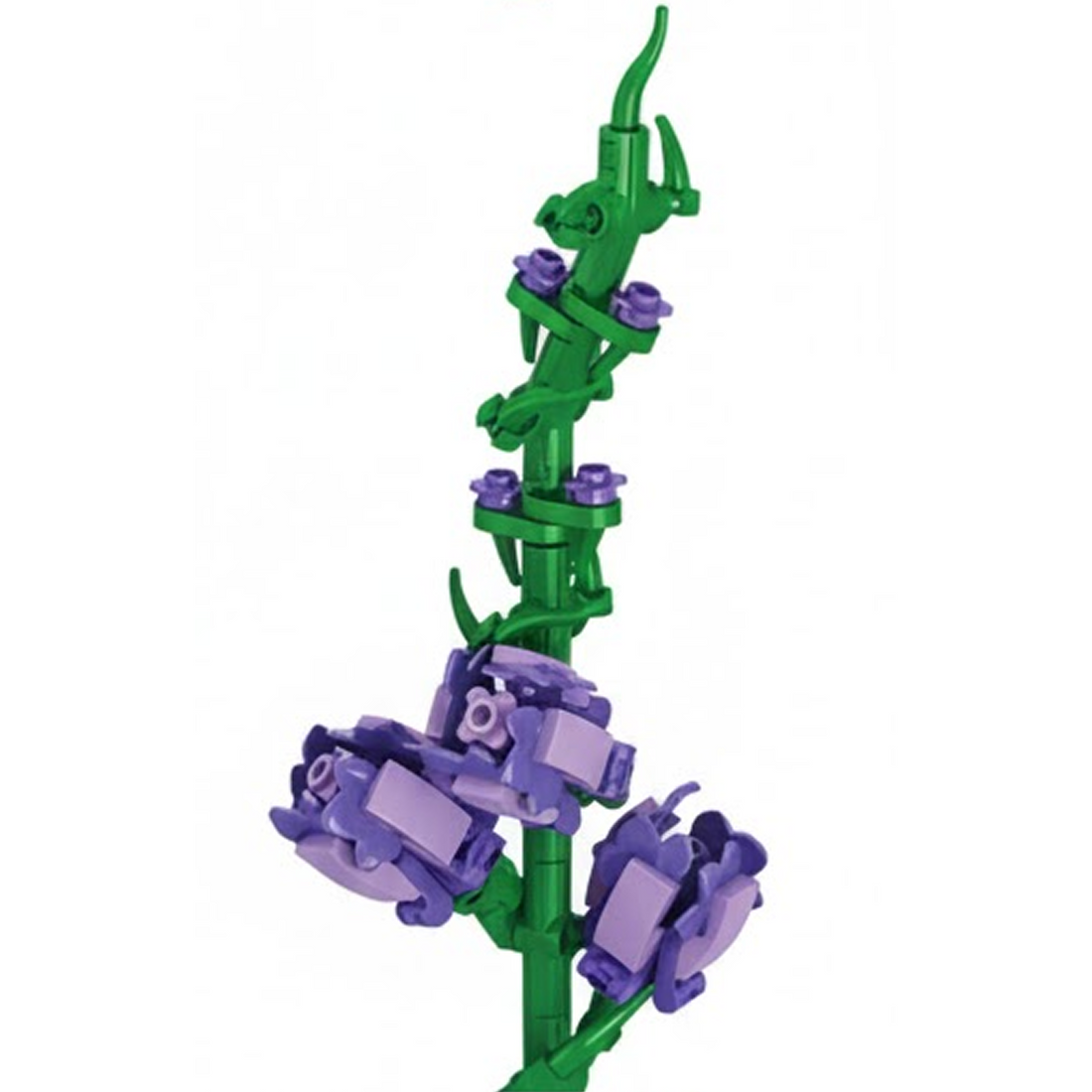 Sword Lily