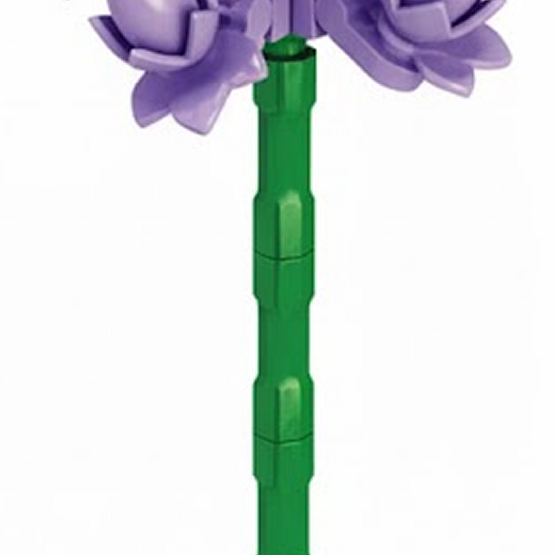 Lavandula