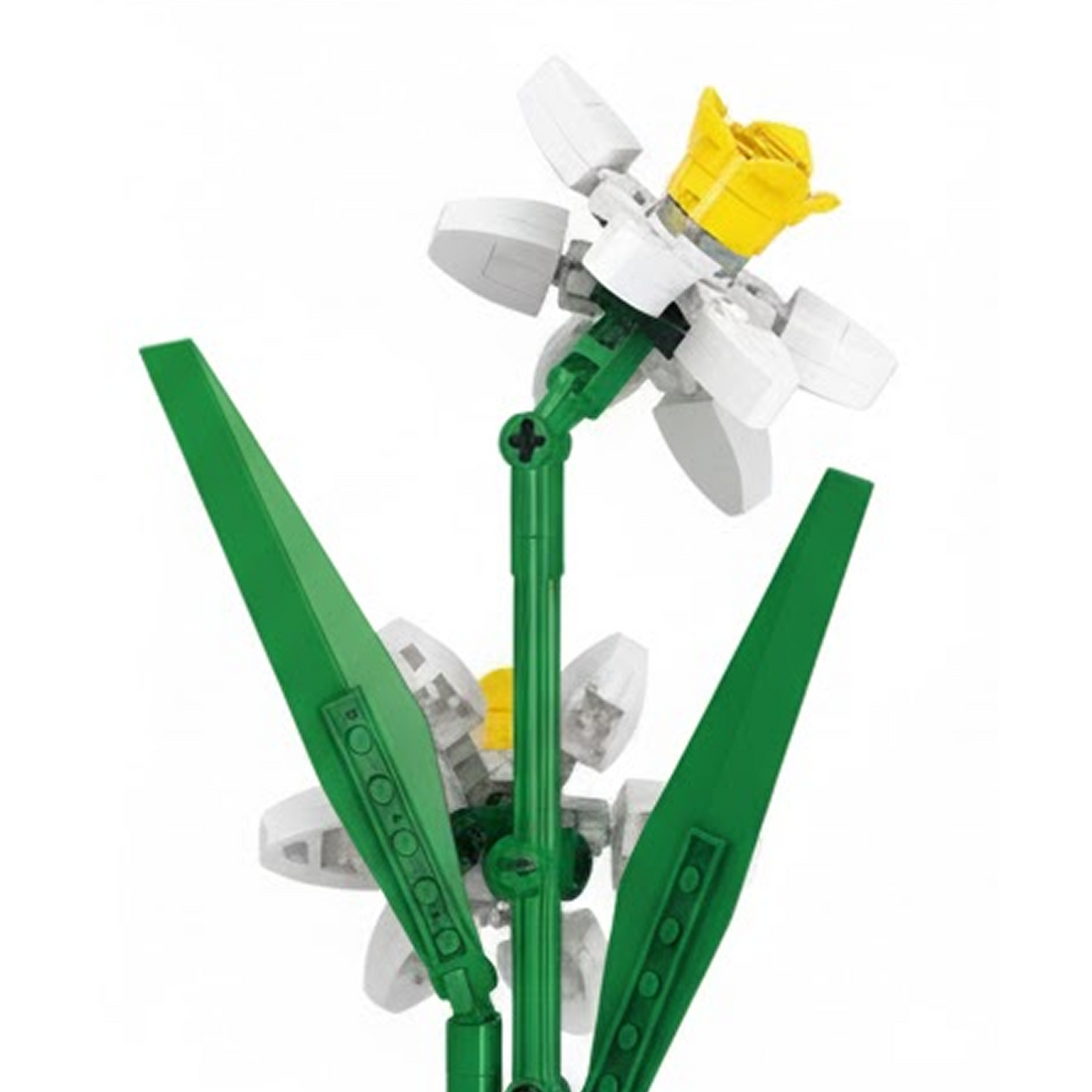 Daffodil Flower