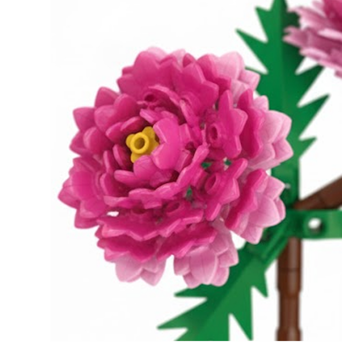 Peony