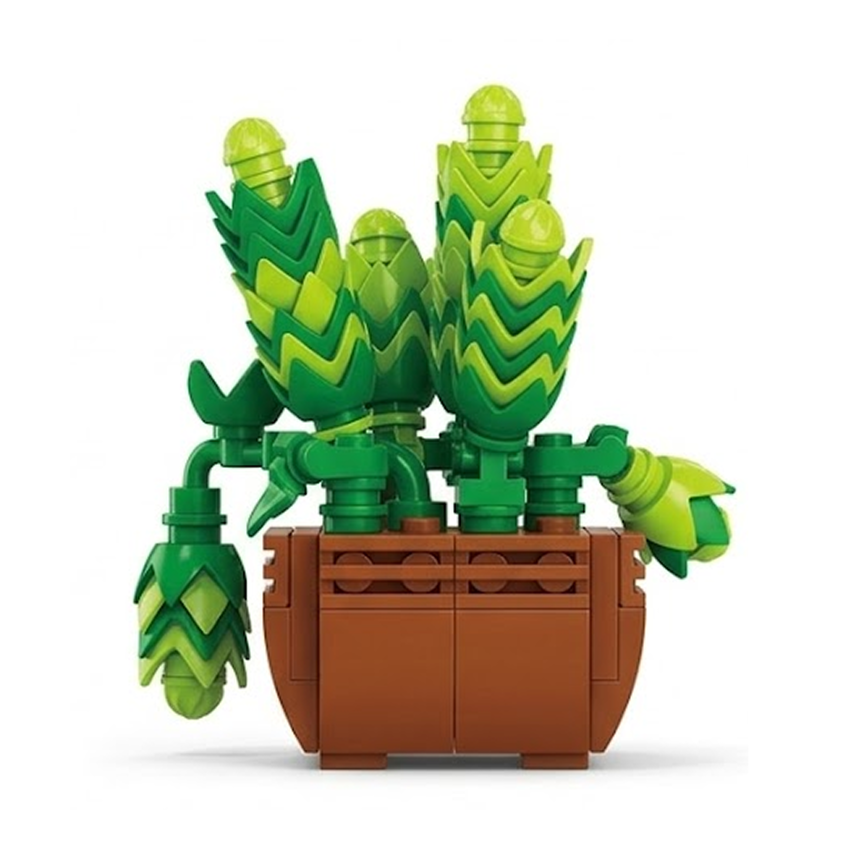 Sedum Dasyphyllum