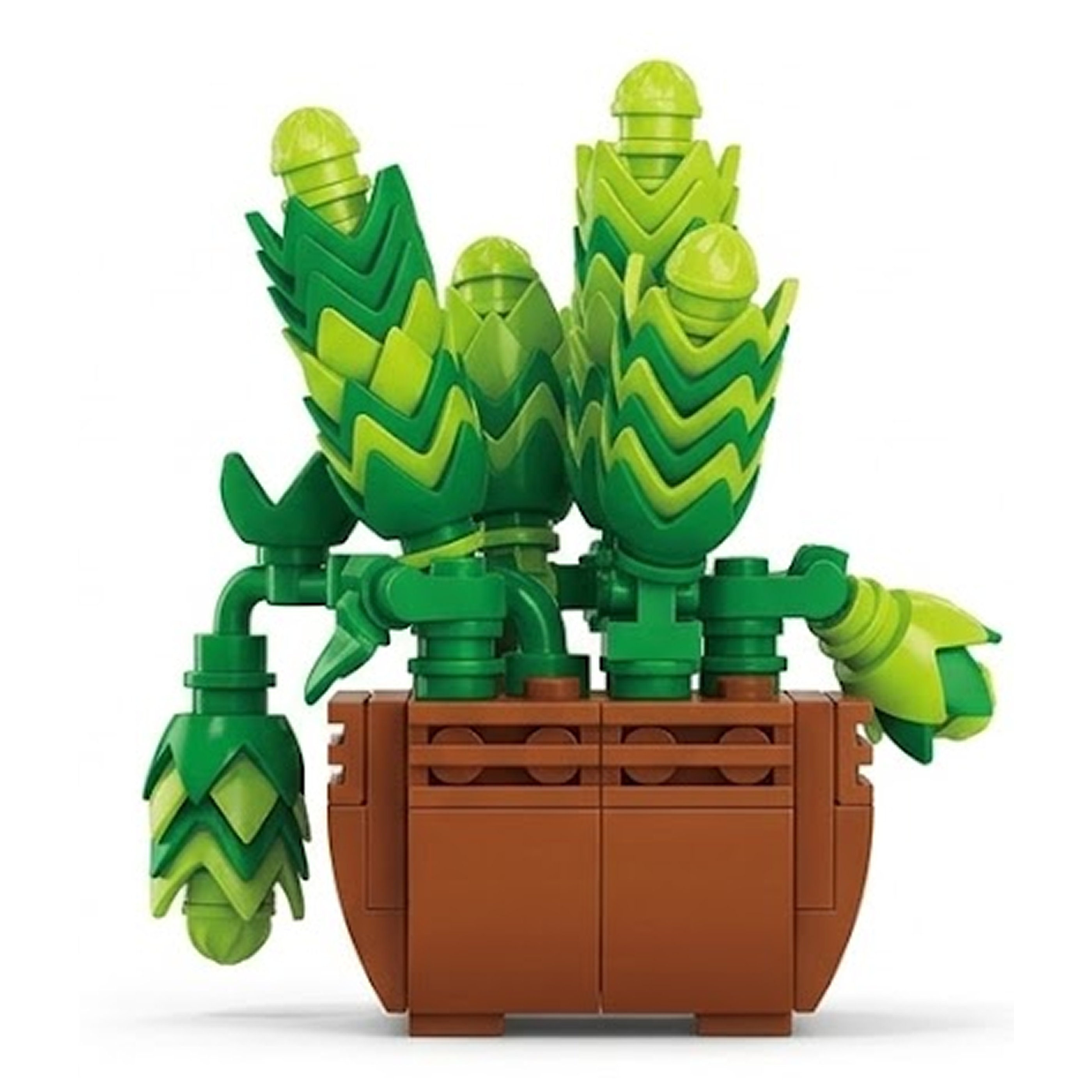 Sedum Dasyphyllum
