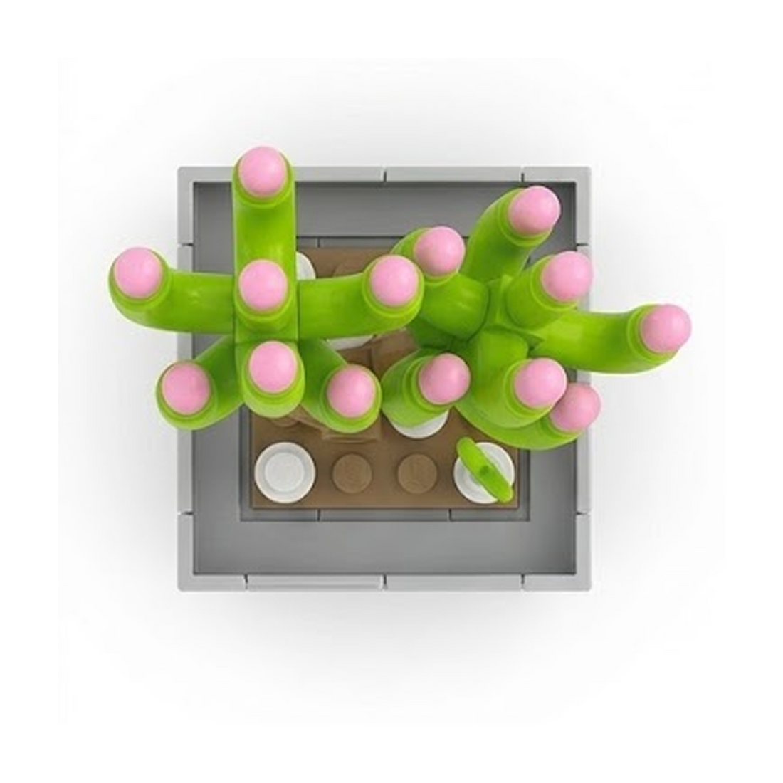 Sedum Pachphyllum