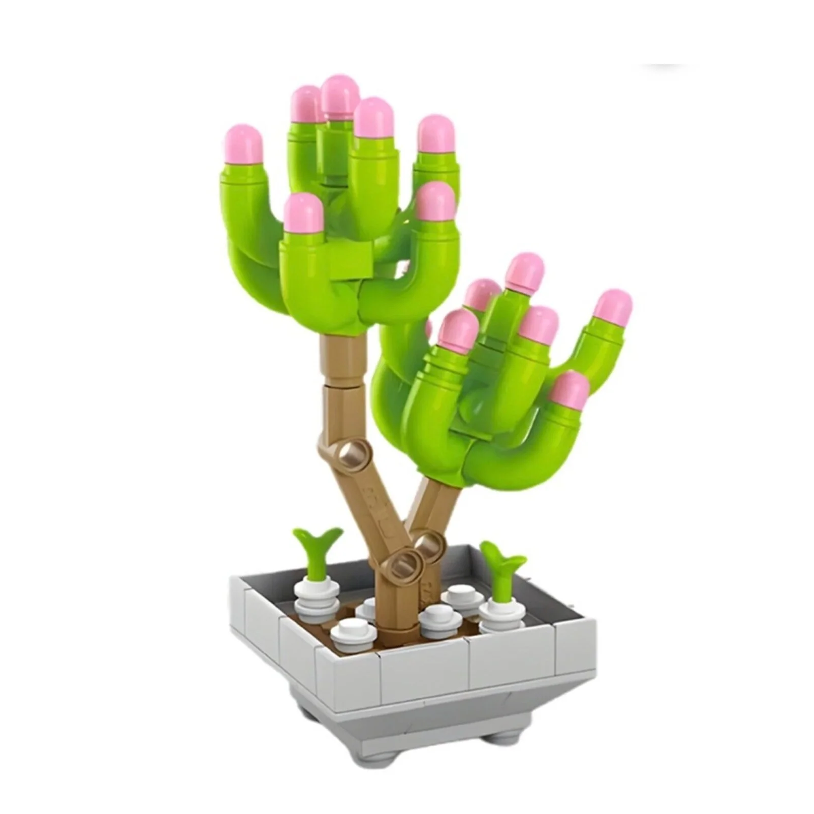 Sedum Pachphyllum