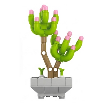 Sedum Pachphyllum
